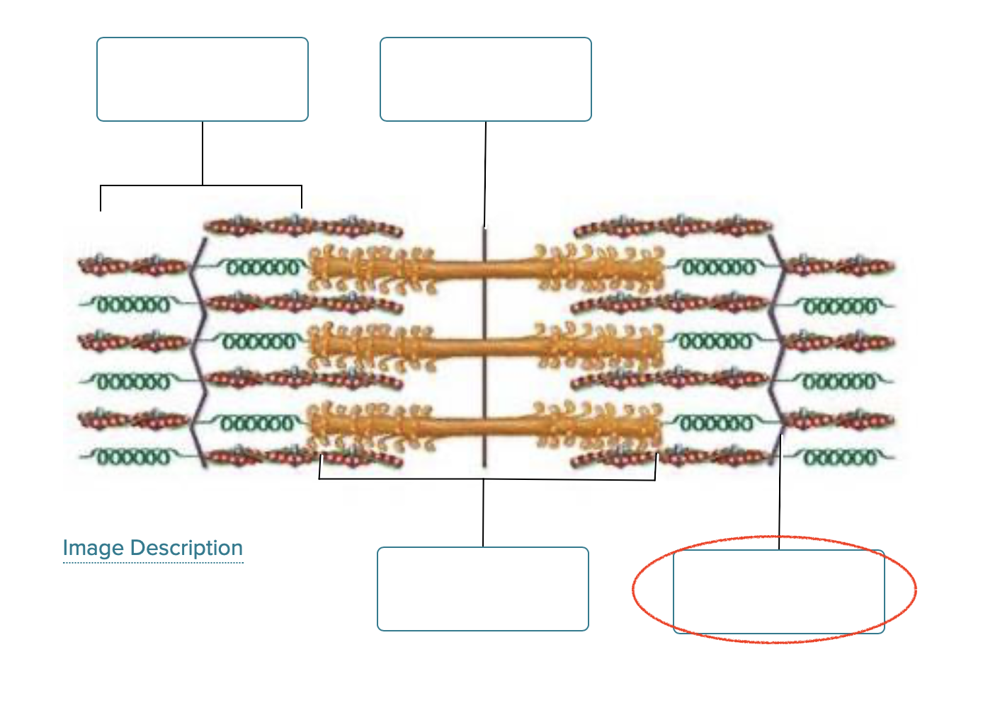 <p><span>Label the structures of a sarcomere.</span></p>
