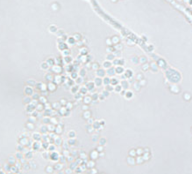 <p>What organism is this, and what temperature?</p>