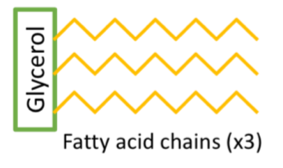 <ul><li><p>solid (fats) or liquid (oil)</p></li><li><p>stored energy (largest)</p></li><li><p>insulation and protection</p></li></ul><p></p>