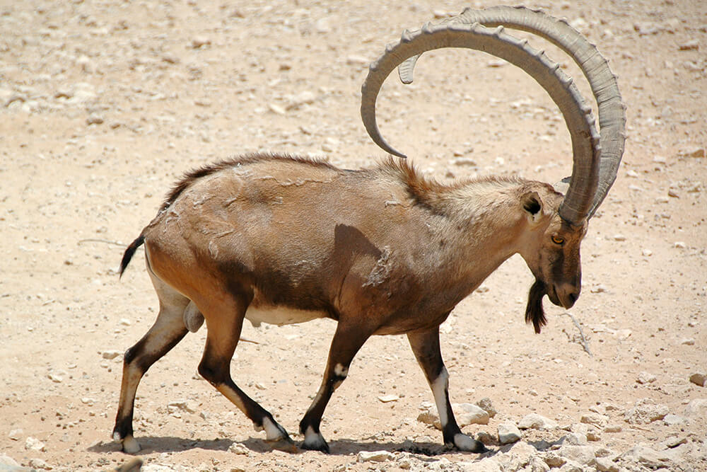 <p>wild goat from Alps, Pyrenees, Asia, &amp; Ethiopia; long round horns</p>