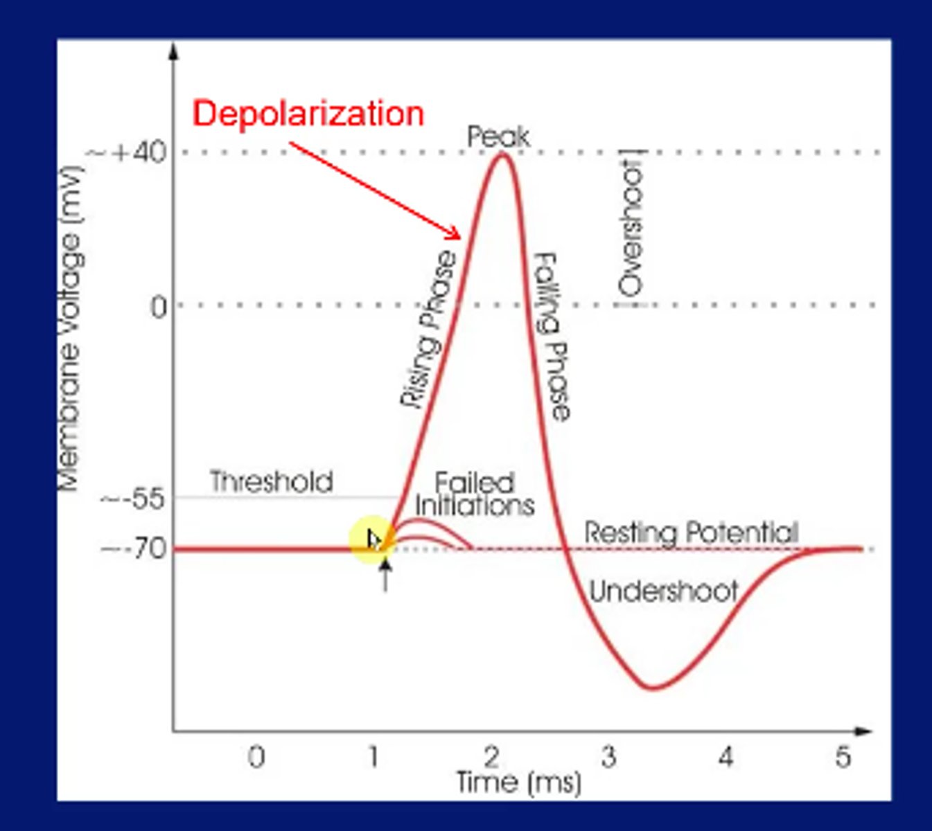 <p>a neural impulse; a brief electrical charge (message) that travels down an axon</p>