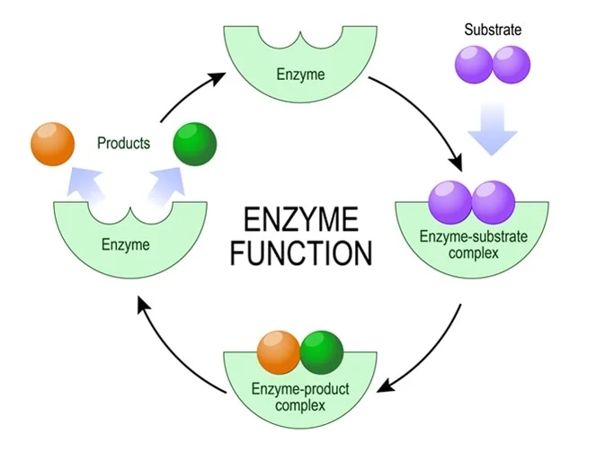 <ol><li><p>substrate fits into active site of enzyme, forming <mark data-color="yellow">enzyme-substrate complex</mark></p></li><li><p>enzyme makes or breaks bonds to form new product</p></li><li><p>product released from enzyme</p></li><li><p>enzyme reused for the same reaction</p></li></ol>