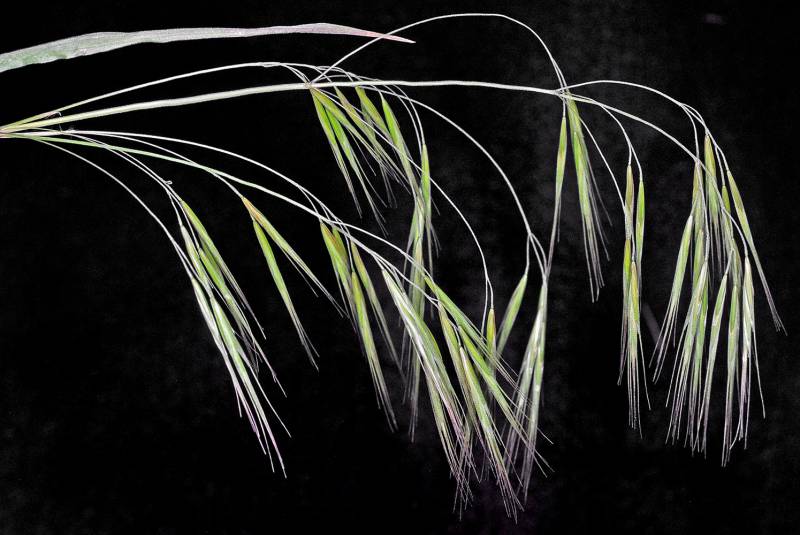<p>What is this plant’s scientific name?</p>