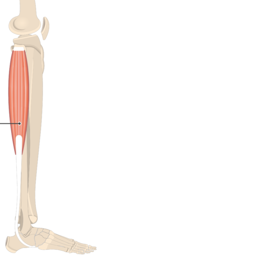 <p></p><p>origin: head of fibula</p><p>insertion: metatarsal I</p>