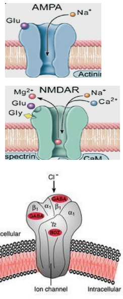 <p>GLUTAMATE:</p><p>- The dominant excitatory CNS neurotransmitter</p><p>- binds/opens iGluRs (ionotropic glutamtae receptors)</p><p>- AMPA receptor is a Na+ channel (EPSP)</p><p>- NMDA receptor is a Na+ and Ca2+ channel (EPSP)</p><p>- Also mGluRs (metabotropic glutamate receptors)</p><p>.</p><p>GABA</p><p>- the dominant inhibitory CNS neurotransmitter</p><p>Binds/opens GABA(A)Rs: Cl- channels:</p><p>- Cl- influx causing hyperpolarisation</p><p>- inhibits post-synaptic neuron (IPSP)</p><p>.</p><p>- also GABA(B)Rs: metabotropic</p>