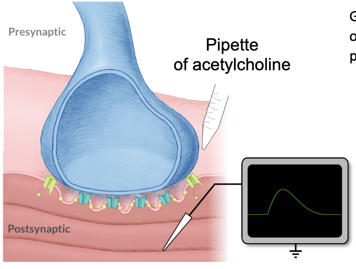 <ol><li><p>Applied ACh to NMJ &amp; observed EPPs</p></li><li><p>Saw EPPs that were similar to that obtained from electrical stimulation</p></li><li><p>Applied curare to NMJ (blocks ACh receptors to cause paralysis)</p></li><li><p>No EPP in the presence of curare</p></li></ol><p></p>