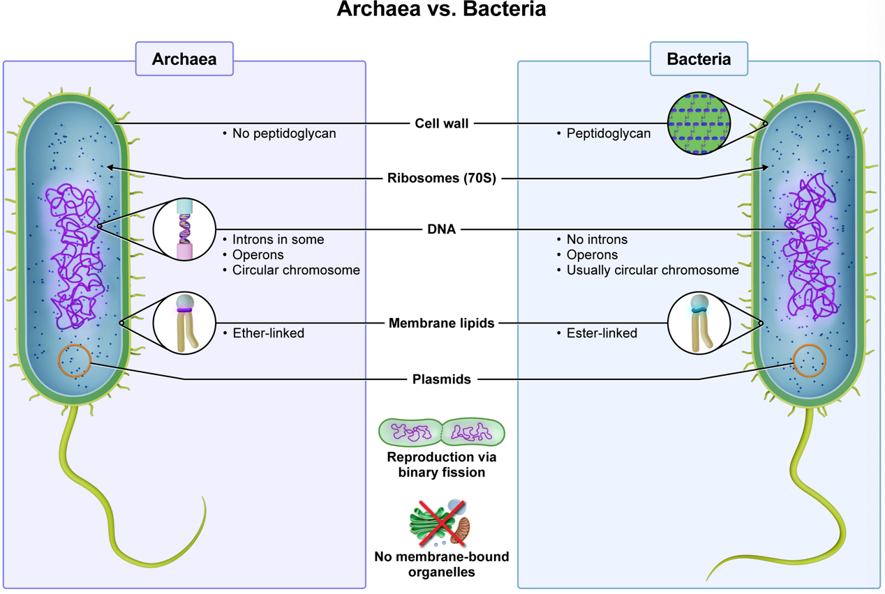 <p><strong>C. peptidoglycan | </strong>cells walls of bacteria contain peptidoglycan — those of archaea do not</p><p><em>A. plastids are double-membranes organelles found within plant cells (e.g., chloroplasts). neither bacteria not archaea contain membrane-bound organelles, so this wouldn’t be a way to differentiate them. plastics would be an effective way to differentiate plant cells from animal cells.</em></p><p><em>B. nucleus…both bacteria and Arachne lack membrane-bound organelles</em></p><p><em>D. ribosomes…both bacteria and archaea have 70S ribosomes used in protein synthesis</em></p><p><em>E. binary fission…both bacteria and archaea undergo this</em></p>