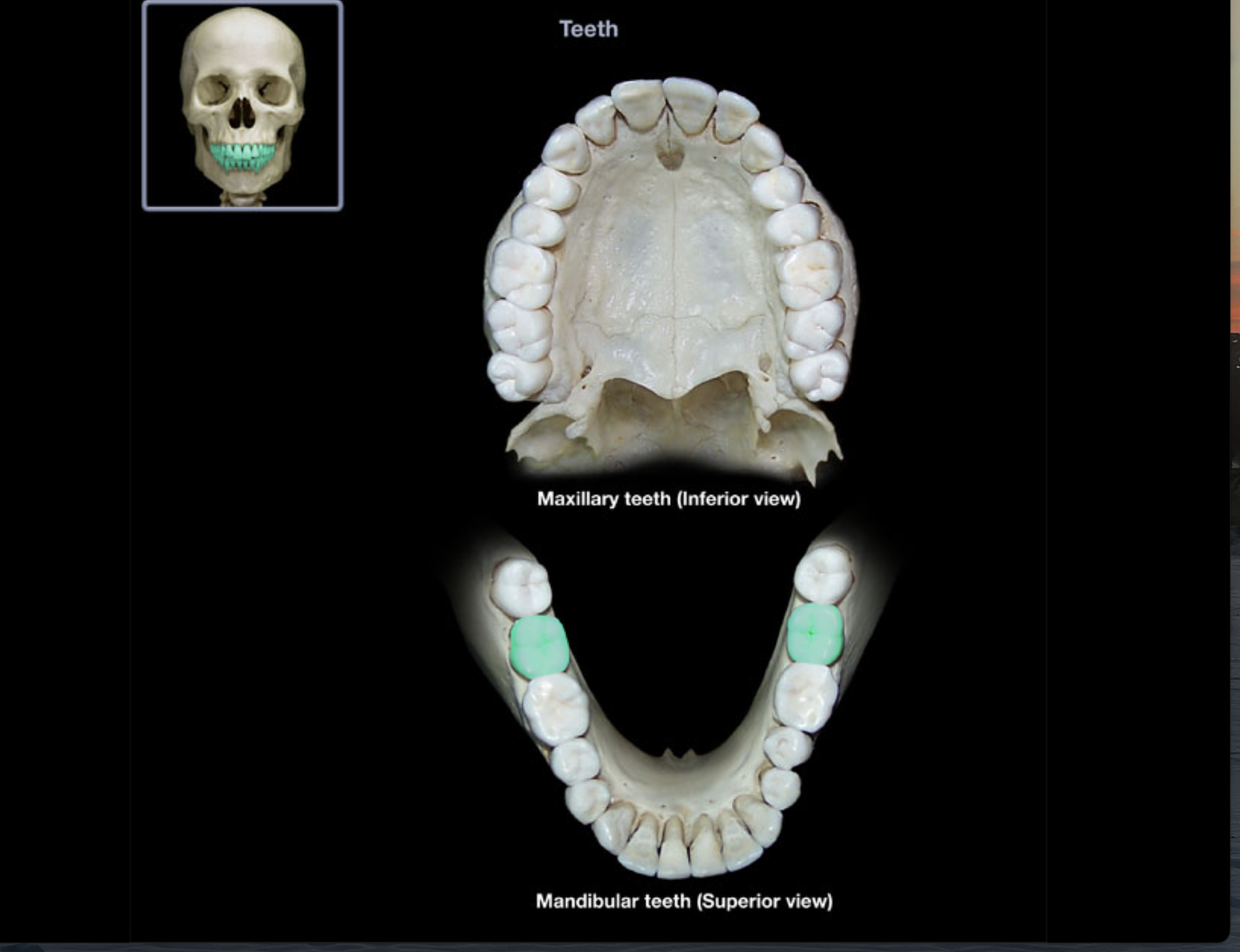 knowt flashcard image