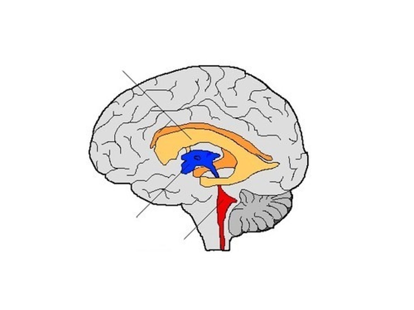 <p>Which ventricle? (red)</p>