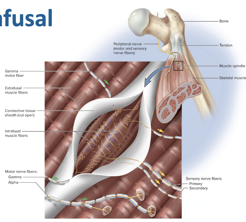 <p><strong>• Intrafusal fibers</strong></p><p>– Within (inside) the muscle spindle</p><p>– Gamma motor neurons</p><p>– Sensory (afferent) fibers</p><p> Primary & Secondary</p><p><strong>• Extrafusal fibers</strong></p><p>– "regular" muscle fibers</p><p>– Alpha motor neurons</p><ul><li><p><strong>Intra = inside spindle → senses stretch</strong></p></li><li><p><strong>Extra = outside spindle → does the work (contracts the muscle)</strong></p></li></ul><p></p>