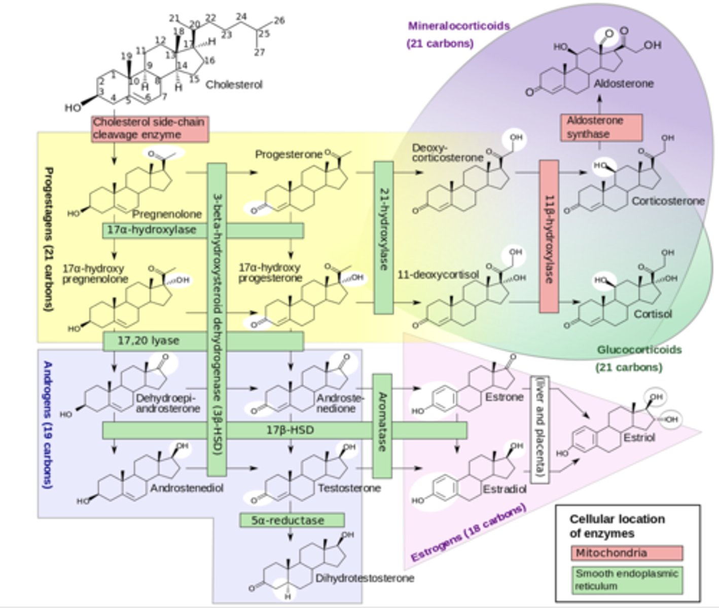 <p>Cholesterol</p>