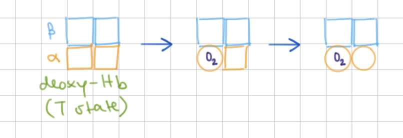 <p>binds to<span style="background-color: transparent;"><span> 1st&nbsp;ɑ, neighboring subunit relaxes</span></span></p><p>-</p><p><span style="background-color: transparent;"><span>KNF (sequential)</span></span></p>