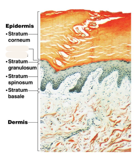 <p>Only in thick skin Thin, translucent band superficial to the stratum granulosum A few rows of flat, dead keratinocytes</p>