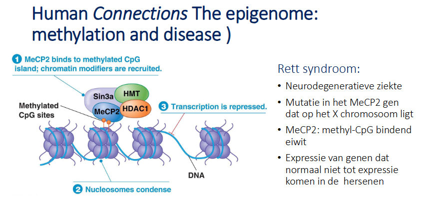<ul><li><p>neurodegeneratieve ziekte</p></li><li><p>mutatie in MeCP2 gen dat op X-chromosoom ligt</p></li><li><p>MeCP2 is een methyl CpG bindend eiwit en herkent gemethyleerd DNA en recruteerd enzymen</p></li><li><p>Als dit eiwit niet functioneel is krijges we dus expressie van genen in de hersenen die normaal niet tot expressie zouden komen</p></li></ul><p></p>