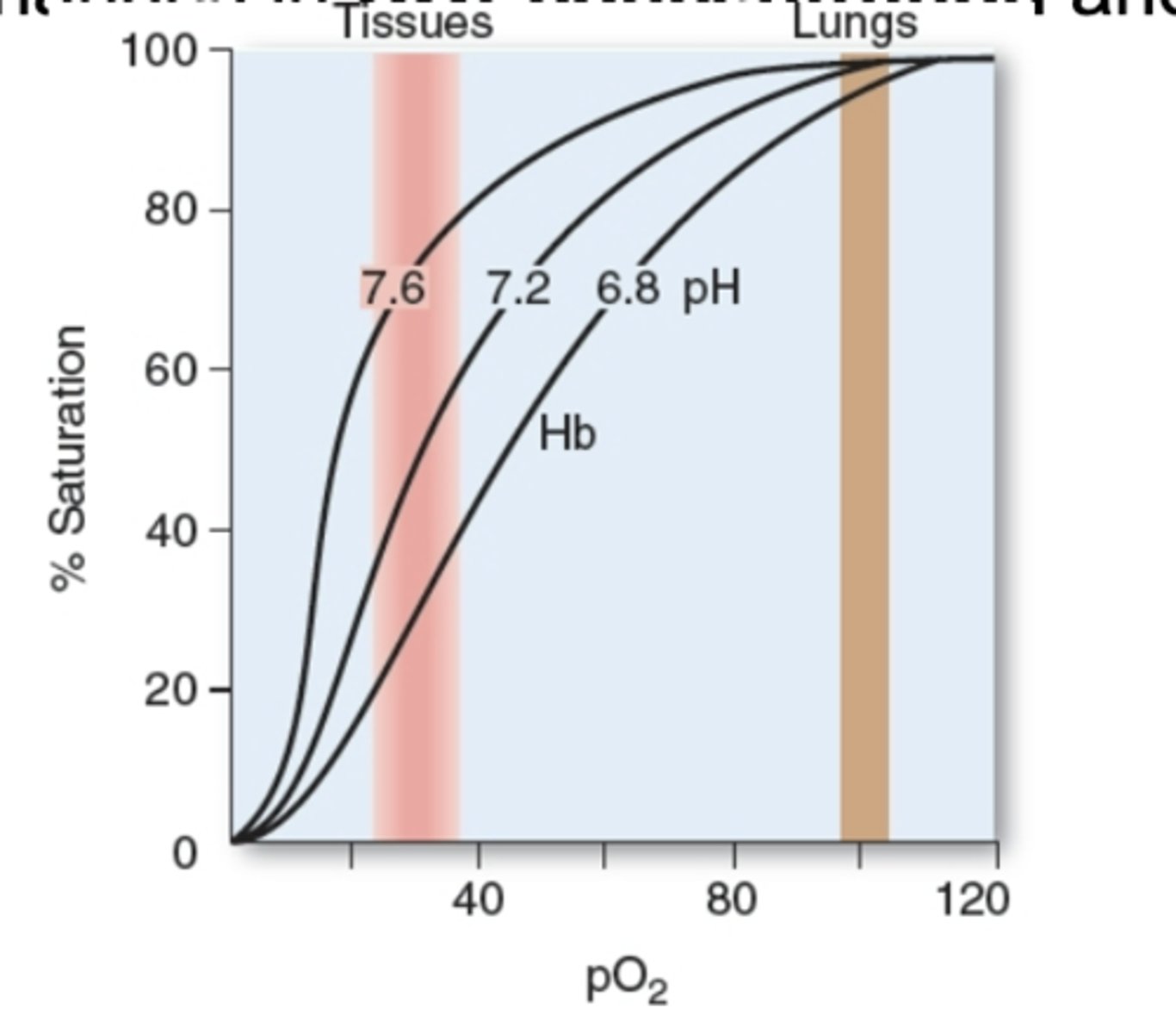 <p>Hemoglobin o2 binding is affected inversely to acidity and concentration of Co2. When CO2 goes higher, oxygen binding is lower. Acidity increases so pH lower. Binding to oxygen of hemoglobin will go lower. Shift in curve. Depending on pH see shift/curve. Same Hb by changing pH and going acidity higher, then affinity of oxygen goes lower. By lowering pH, increasing acidity. See curve.</p><p>right shift</p>