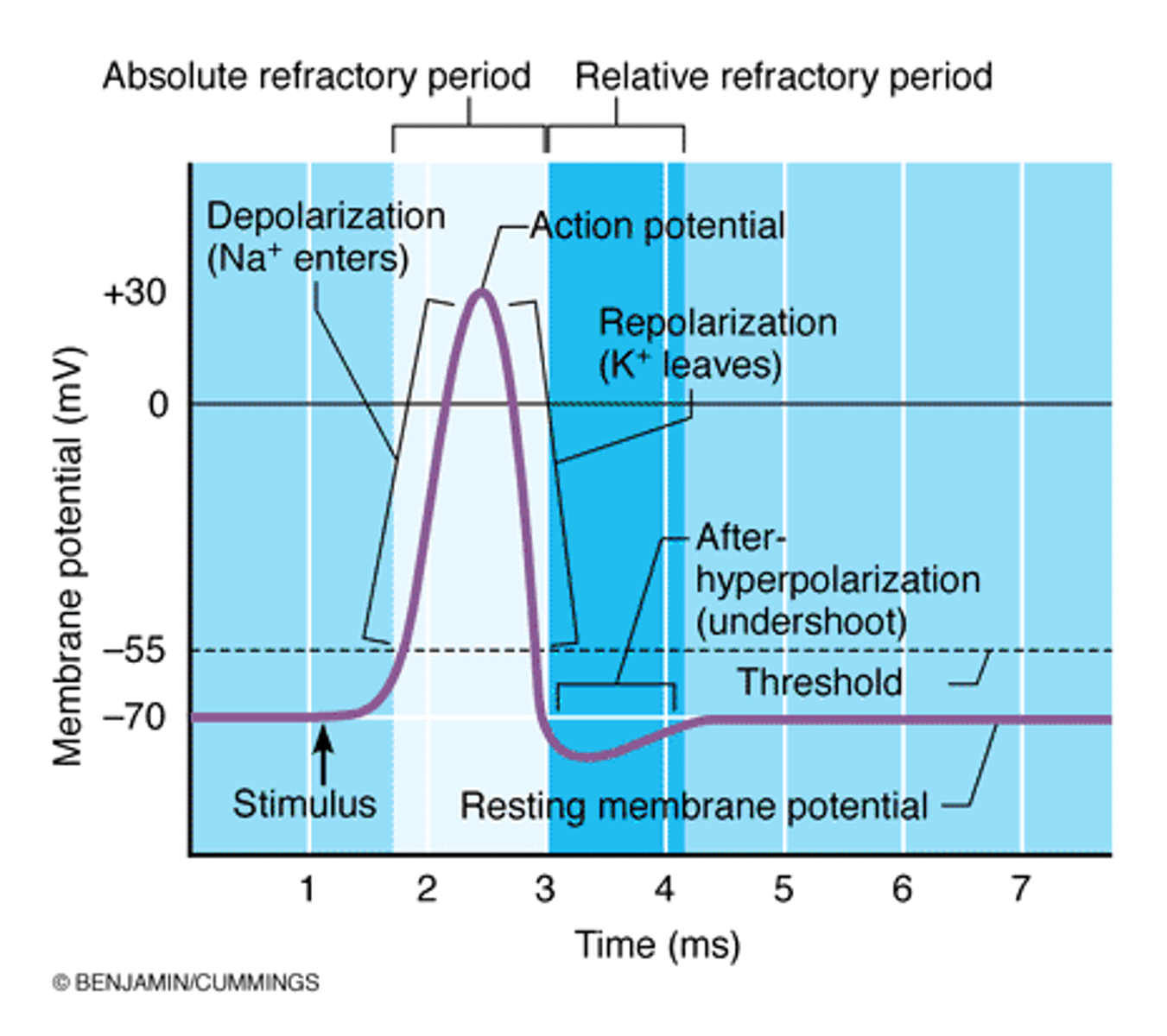 <p>-occurs when the sodium gates are still open (depolarization phase) and the neuron is unable to initiate a new action potential since all Na+ channels are open</p>