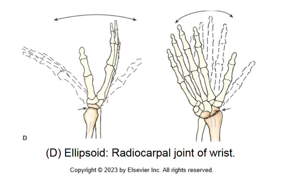 <p>ellipsoid joint </p>
