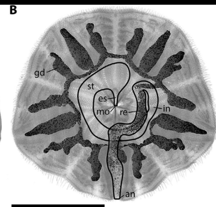 <p>Describe the endoskeleton of sand dollars and sea urchins.</p>