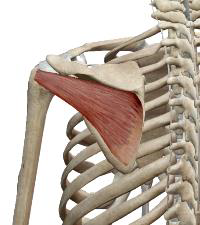 <p>Infra-épineux</p>