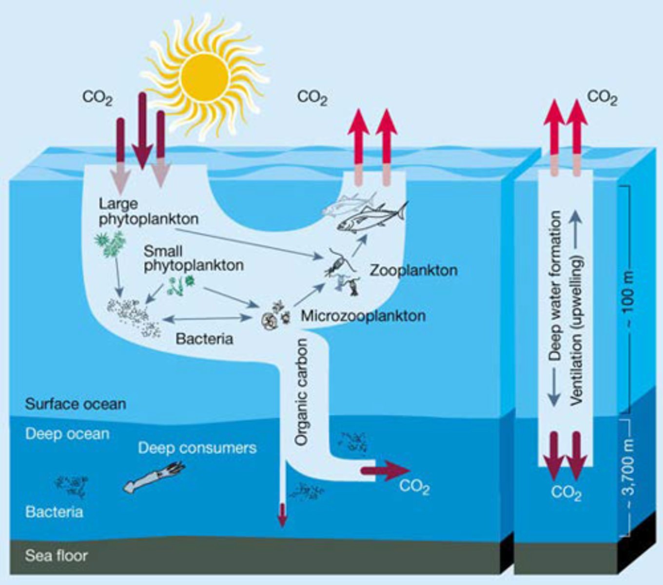 <p>transport of organic carbon and nutrients from the surface ocean to the deep ocean which are then upwelled to the surface</p>