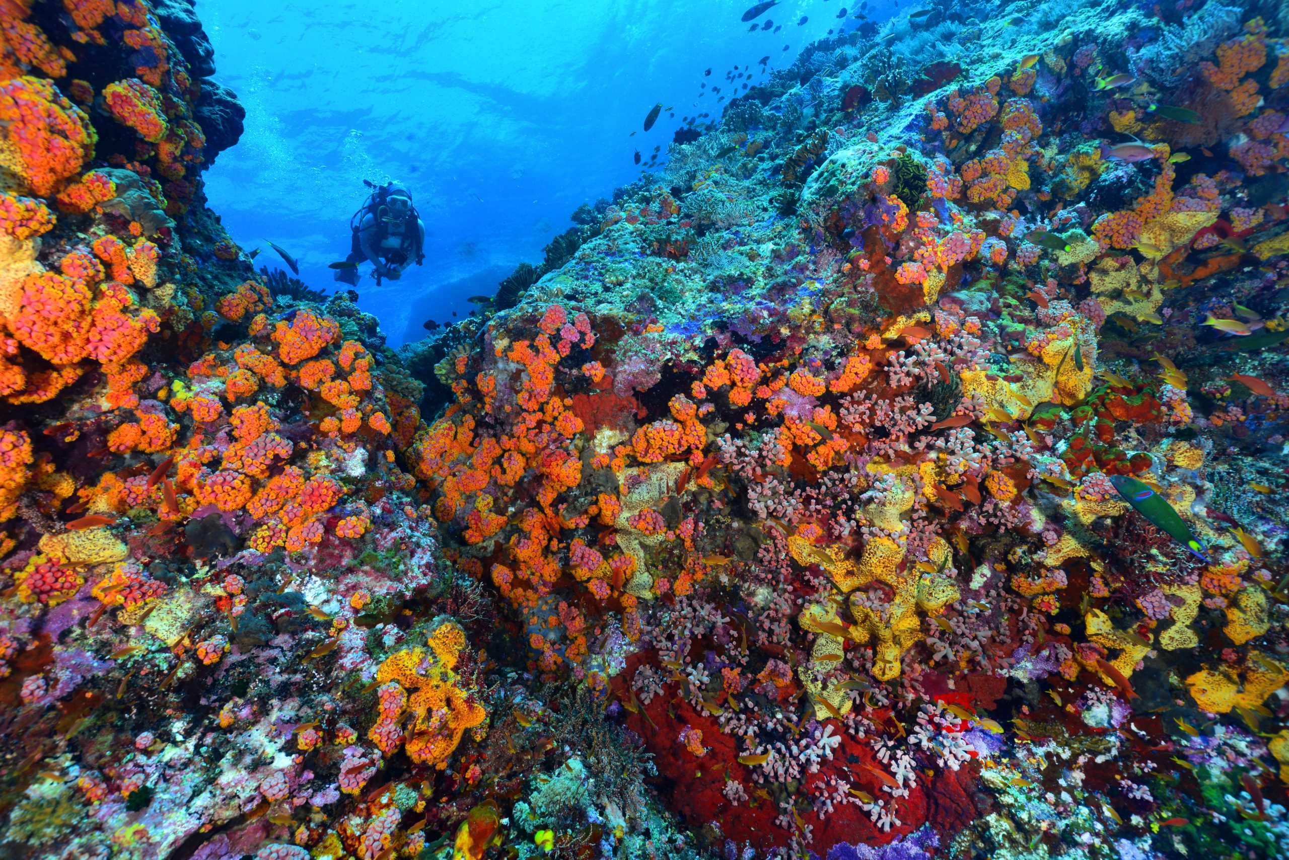 <p><span style="color: #000000">UNESCO World Heritage Site A protected area in Sulu Sea. A unique example of an atoll reef with a very high density of marine species. </span><br><br><span style="color: #000000">Part of the Coral Triangle, recognized as a center of marine biodiversity containing 75% of the described coral species and 40% of the world's reef fish.</span></p>