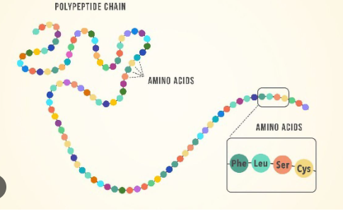 <p>&nbsp;The monomer of a protein is an amino acid/ proteins are made up of large molecules bonded together called amino acids.&nbsp;</p>