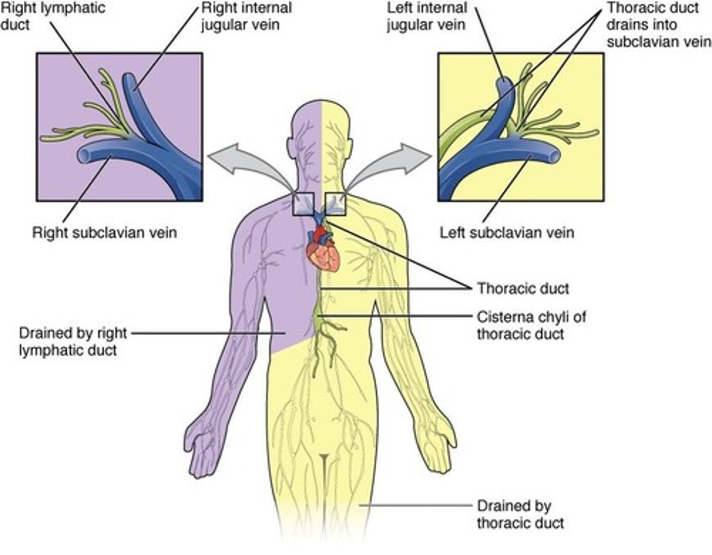 <p>Right Lymphatic Duct and Thoracic Duct.</p>