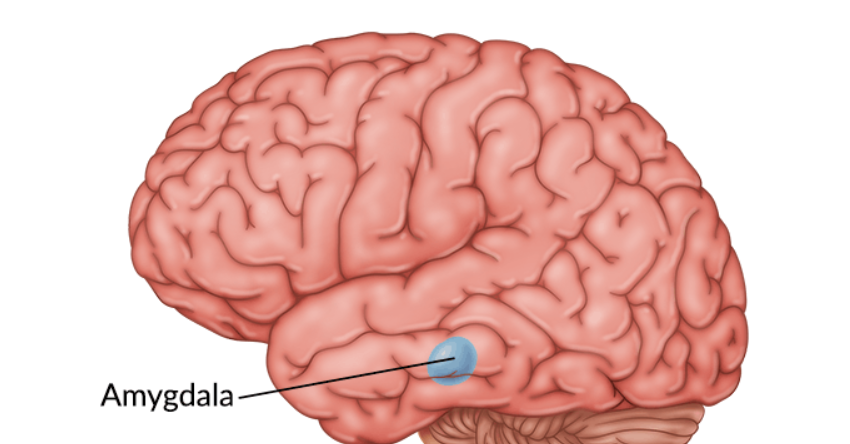 controls memories and emotions 