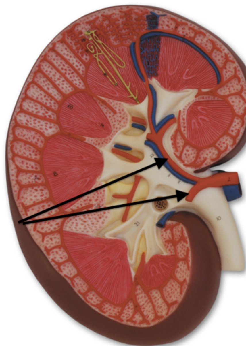 <p>kidney blood flow:</p><p>2. renal arteries split into two _____ and then break down smaller and smaller</p>