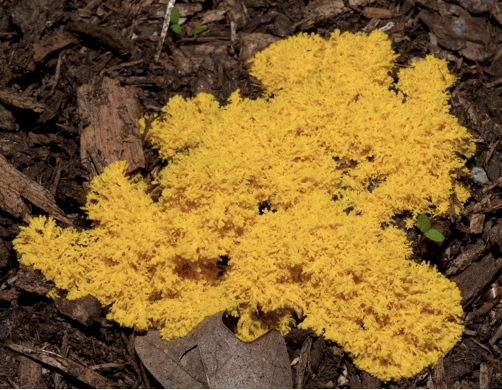 <p>Plasmodial slime molds </p>