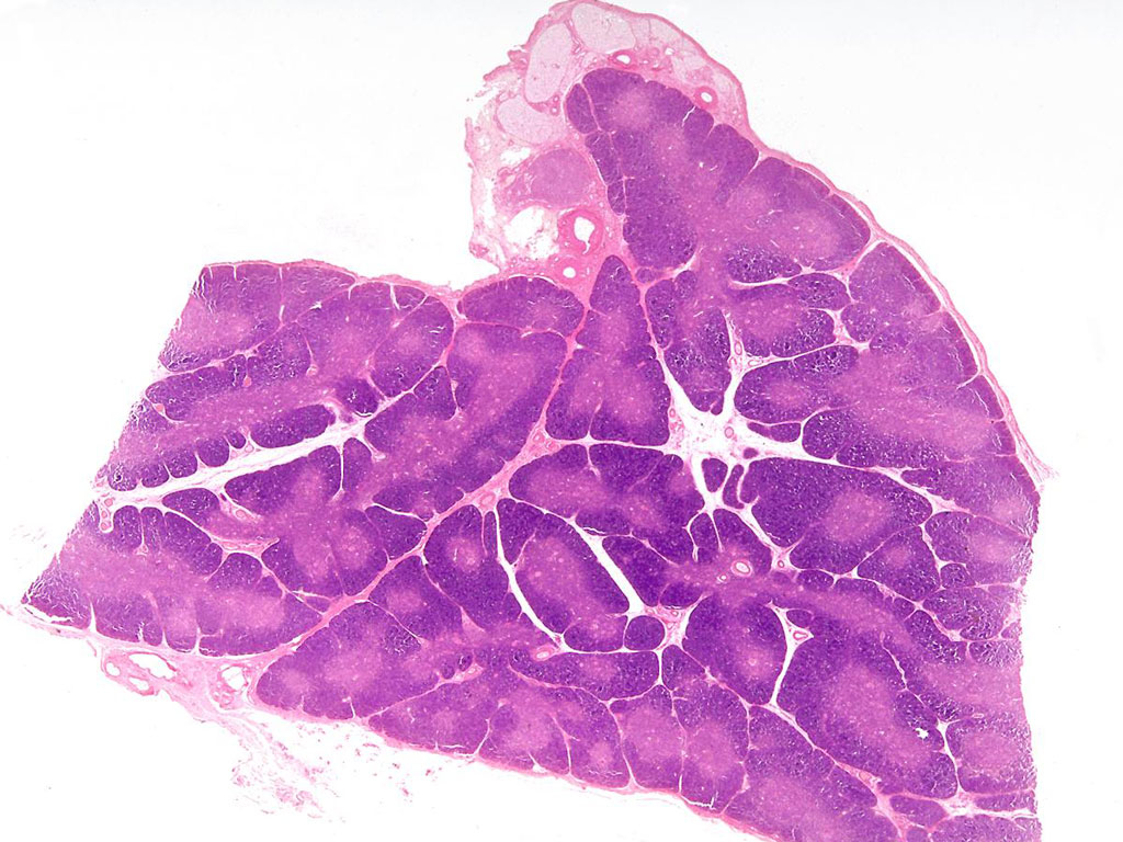<p>What is this a slide of?</p>
