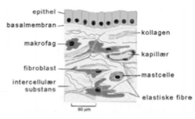<ol type="1"><li><p>1 eller flere lag af celler</p></li><li><p><span style="font-family: "Times New Roman";"><strong><span>Tæt sammenpakkede celler bundet via cellekontakter (cell junctions)</span></strong></span></p></li><li><p><span style="font-family: "Times New Roman";"><strong><span>Funktionel og morfologisk polaritet</span></strong></span></p></li><li><p><span style="font-family: "Times New Roman";"><span>Basal overflade er fastgjort til </span><strong><span>basement membrane (basalmembran)</span></strong></span></p></li><li><p><span style="font-family: "Times New Roman";"><strong><span>Avaskulært: Ernæres gennem diffusion - ikke kar</span></strong></span></p></li><li><p><span><span>Beklæder ydre </span><strong><span>kropsoverflader (hud)</span></strong></span></p></li><li><p><span><span>Beklæder indre </span><strong><span>hulrum</span></strong><span> og </span><strong><span>rør </span></strong><span>(GI-kanal, luftveje, kar)</span></span></p></li><li><p><span><span>Danner </span><strong><span>kirtler</span></strong></span></p></li></ol><p></p>