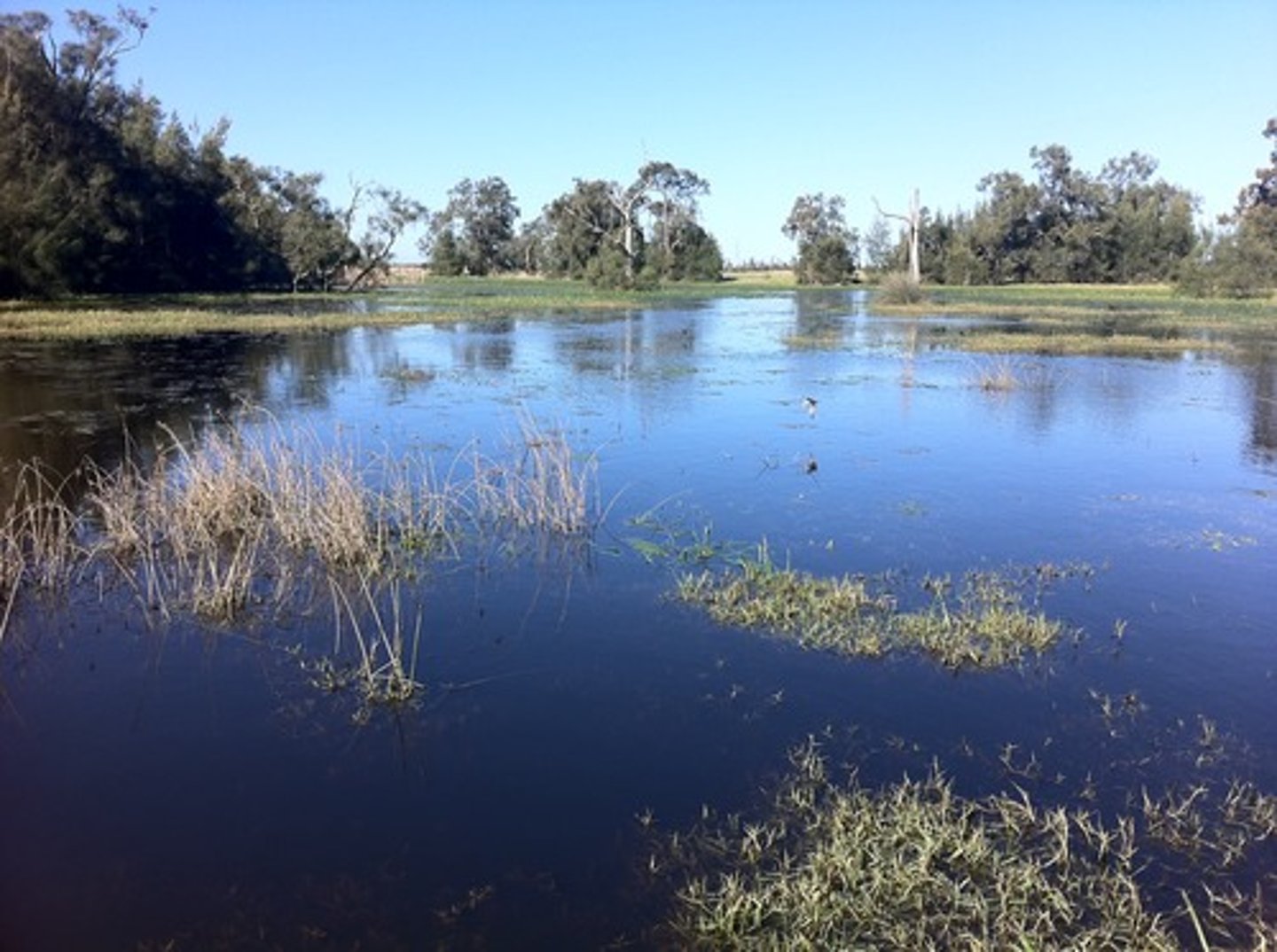 <p>An aquatic biome that is submerged or saturated by water for at least part of each year, but shallow enough to support emergent vegetation.</p>