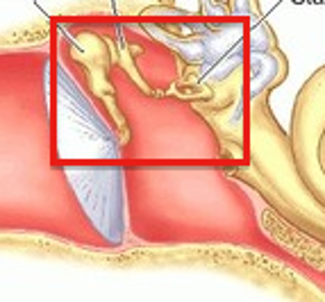 <p>what part of the ear is this?</p>