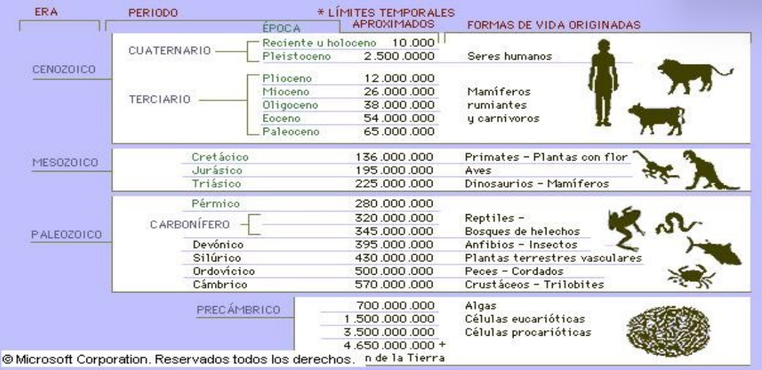 <p>Evolución</p>