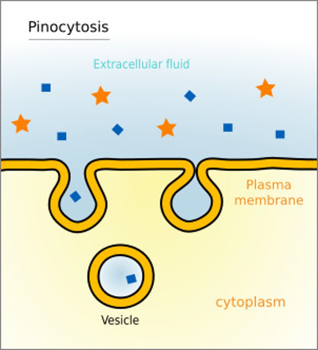 <p>"Cell drinking".</p><p>A type of endocytosis in which the cell ingests extracellular fluid and its dissolved solutes.</p><p>movement of fluids</p>