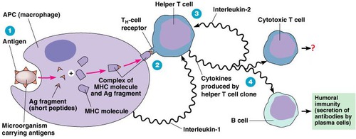 The type of response when T lymphocytes respond to antigens that are presented on a body cell.