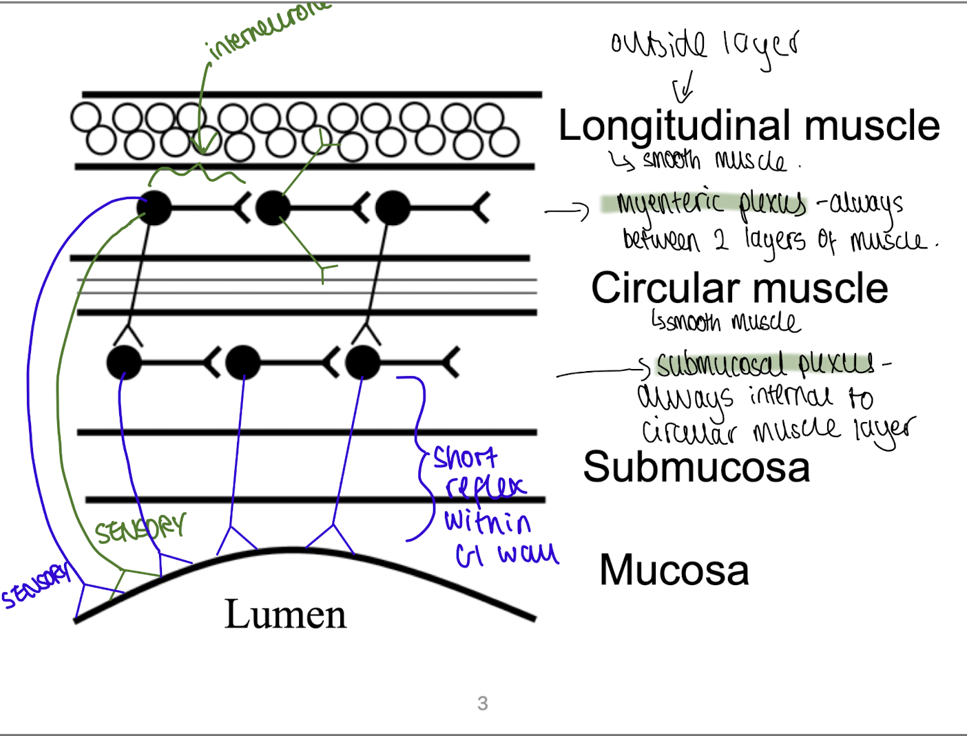
1. longitudinal muscle - outside layer (smooth muscle)
2. myenteric plexus - always between 2 layers of muscle
3. circular muscle - inside layer (smooth muscle)
4. submucosal plexus - always internal to circular muscle 
5. submucosa
6. mucosa 