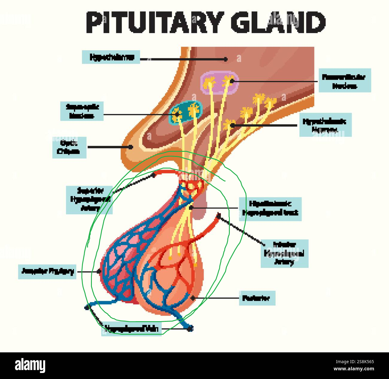 <p>superior hypophyseal artery &gt; primary capillary plexus &gt; hypophyseal portal vein &gt; secondary capillary plexus &gt; anterior hypophyseal veins</p>