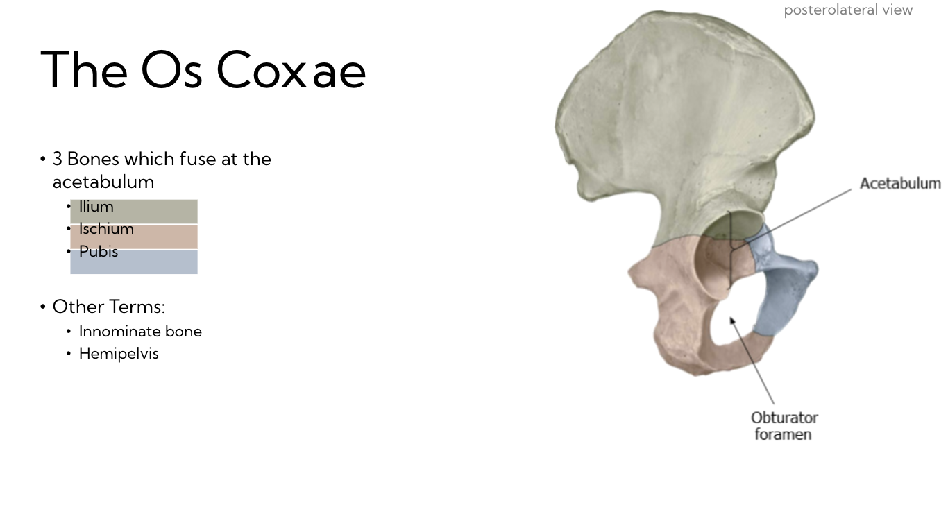 <p>3 fused bones (plus sacrum)</p><p>→ The Ox Coxae</p><ul><li><p>Ilium</p></li><li><p>Ischium</p></li><li><p>Pubis</p></li></ul><p></p><p>Or…</p><ul><li><p>Innominate bone</p></li><li><p>Hemipelvis</p></li></ul>