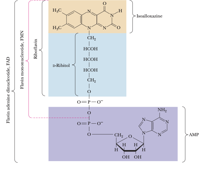 <p>active forms are FMN and FAD (one or two e- transfer agents)</p>