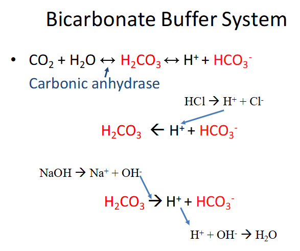 <p>- carbonic anhydrase is the enzyme</p><p>- bottom parts shows it being driven in both directions (buffering against acid and buffering against base)</p>