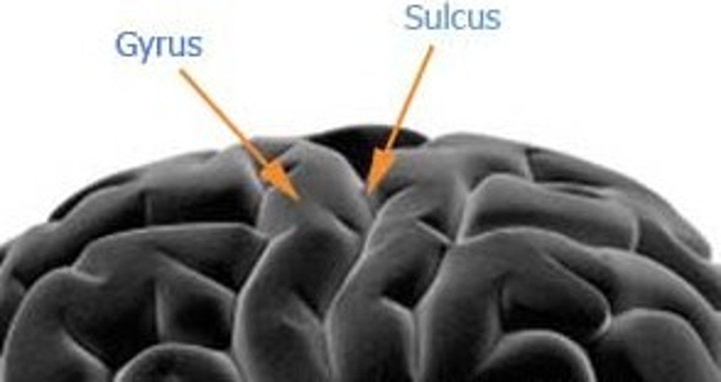 <p>The ridges and grooves of the cerebral cortex</p>