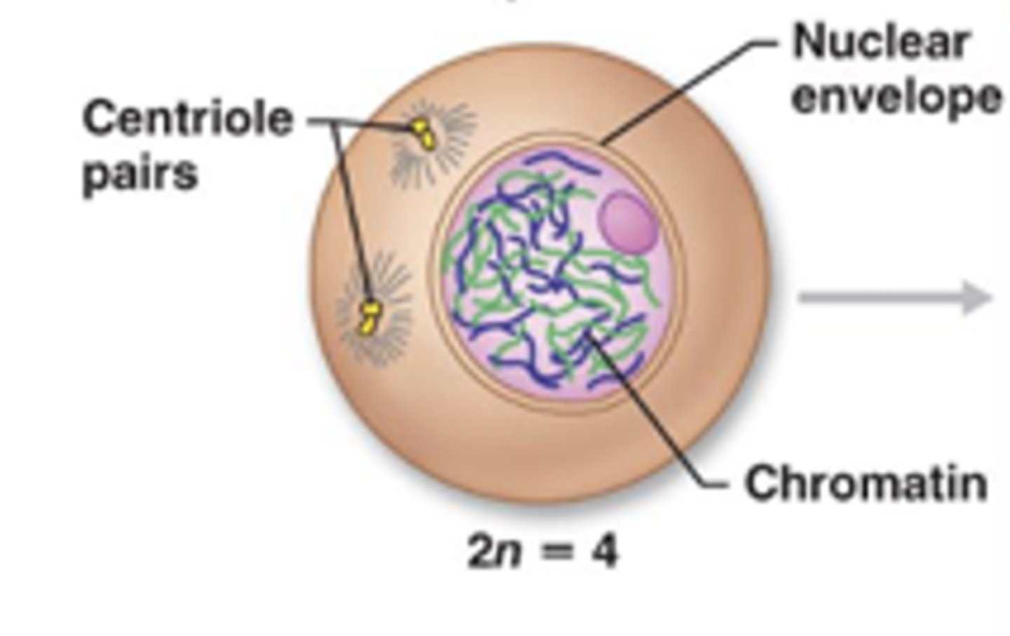 <p>Cell grows, replicates DNA, increases organelles.</p>