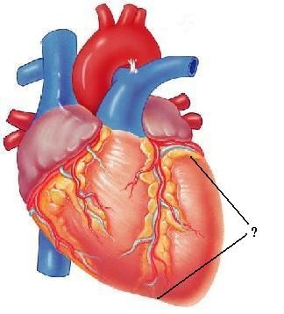 <p>left ventricle</p>
