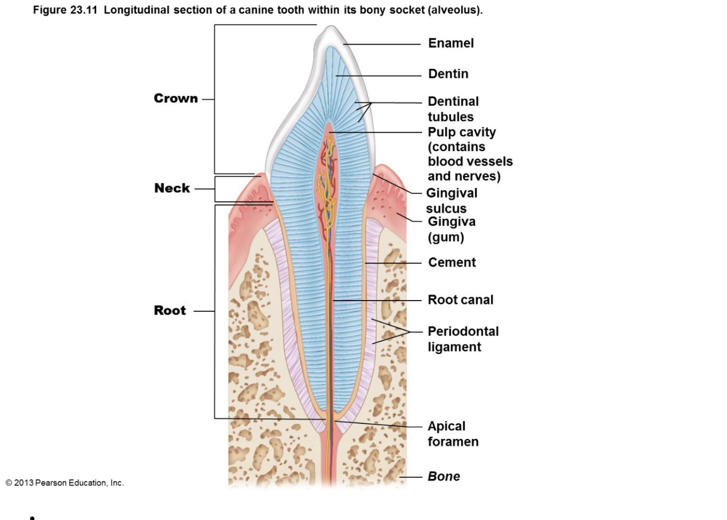<p></p><p>* <strong>Crown</strong>: The visible part of the tooth.</p><p>* <strong>Enamel</strong>: The hard, outer layer of the crown.</p><p>* <strong>Dentin</strong>: The layer beneath the enamel.</p><p>* <strong>Pulp</strong> <strong>cavity</strong>: Contains blood vessels and nerves.</p><p>* <strong>Root</strong>: The part of the tooth in the bone.</p><p>* <strong>Cement</strong>: A layer covering the root.</p><p>* <strong>Periodontal ligamen</strong>t: Connects the tooth to the bone.</p><p>* <strong>Gingiva</strong> (gum): The soft tissue surrounding the tooth.</p><p></p>