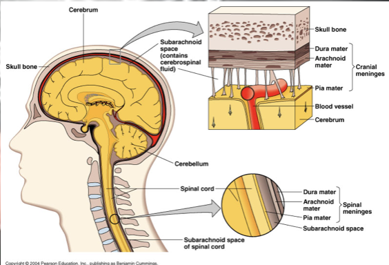 <p>a three layered membrane that surround the brain and spinal cord and act as a barrier </p><ul><li><p><strong>dura matter</strong>: most outer layer </p></li><li><p><strong>arachnoid</strong>: middle layer </p></li><li><p><strong>pia mater</strong>: inner layer </p></li></ul><p></p>