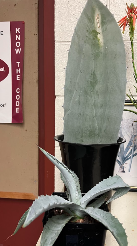 <ul><li><p>very tough needles</p><ul><li><p>very hard</p></li></ul></li><li><p>glaucous coating</p></li><li><p>very big when mature</p></li><li><p>once it flowers the plant will die shortly after</p><ul><li><p>branched panicle</p></li></ul></li><li><p>basal rossette</p><ul><li><p>grows at the base as a rose</p></li></ul></li></ul><p></p>