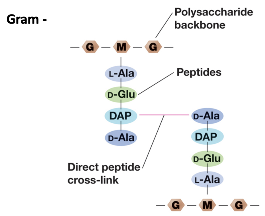 <ul><li><p>D-alanine in one strand connects with DAP to link the peptides.</p><ul><li><p>Covalently linked.</p></li></ul></li><li><p>D-amino acids are unique.</p></li></ul>