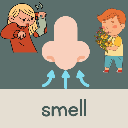 <p>smell</p>